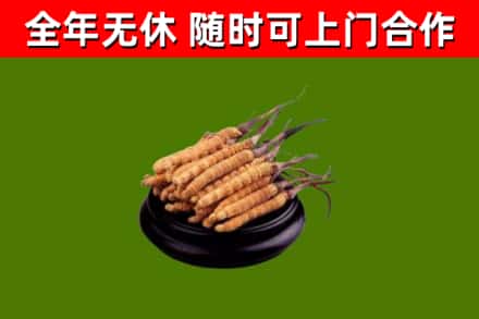 深圳烟酒回收冬虫夏草.jpg